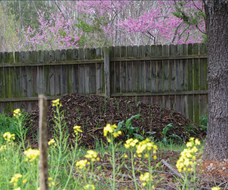 30.3.12_garlic_mounds_with_redbud_and_brassica_flower